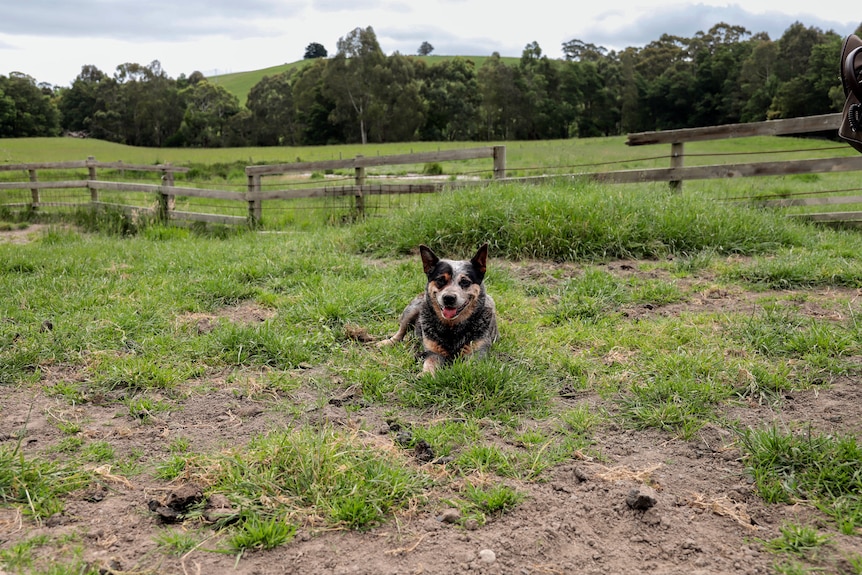 A blue heeler dog lies on the grass in a dusty brown paddock with green pastures in the background