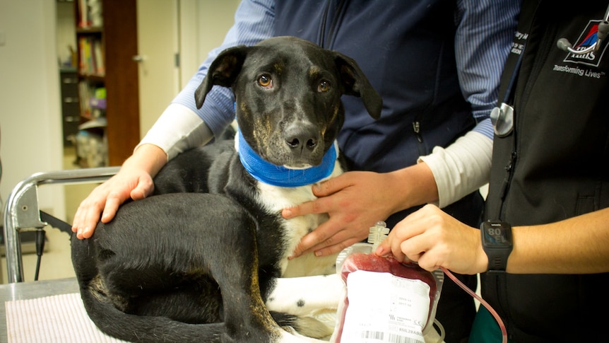 Black and white dog sits on trolley as veterinary staff hold blood donation bag.