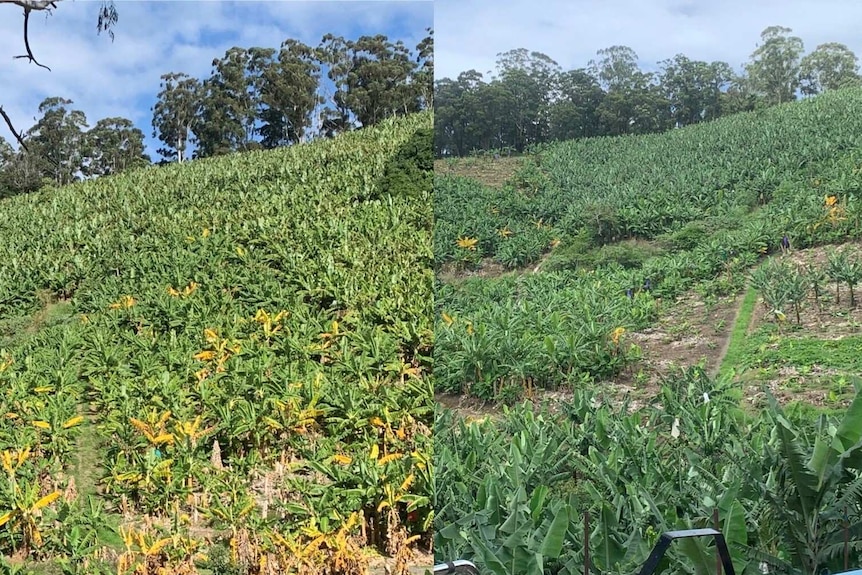 Before and after images of a banana crop impacted by panama disease.