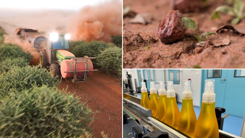 A composite image of three photos showing a tractor harvesting, a nut and a bottle of oil