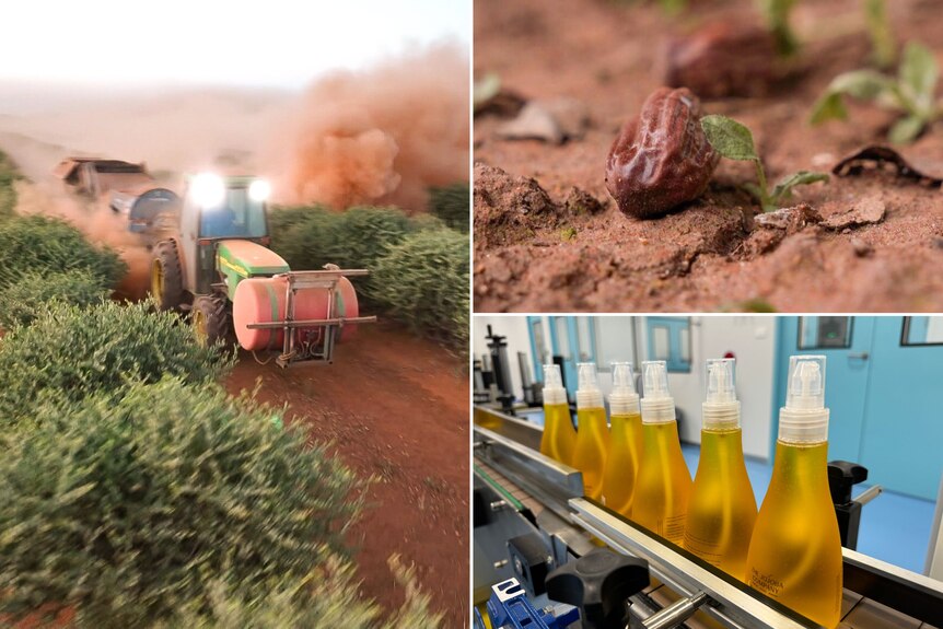A composite image of three photos showing a tractor harvesting, a nut and a bottle of oil