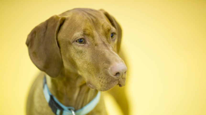 A brown dog with floppy ears.