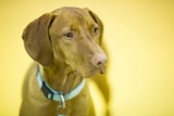 A brown dog with floppy ears.