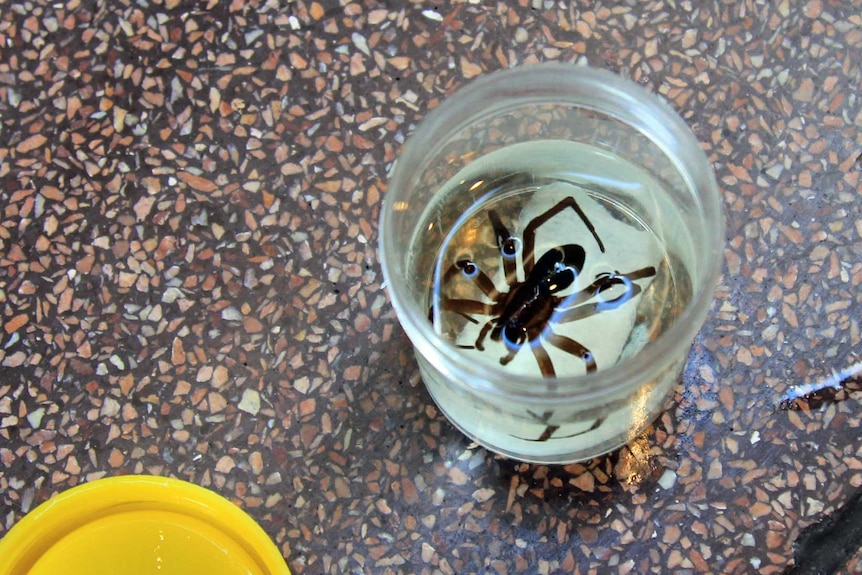 New species of water spider in a jar