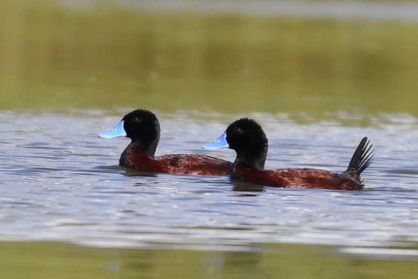 Two brown ducks with light blue bills swimming in water 
