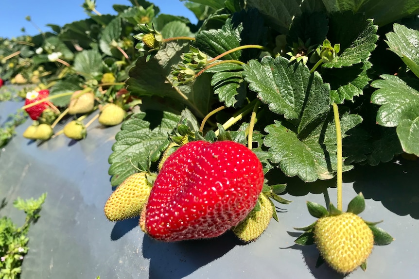 Ripe strawberries in a field.