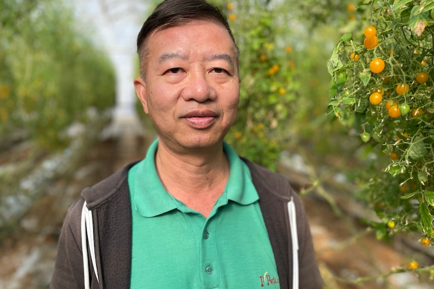 A photo of a man smiling surrounded by tomato bushes.