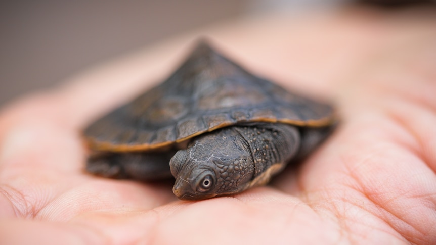 Baby turtle in a person's hand.