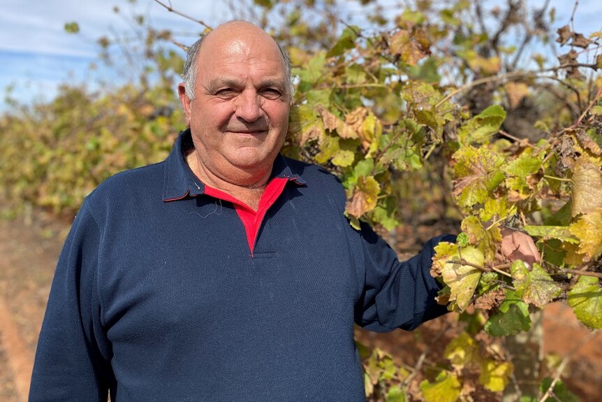 Wine grape grower Jack Papageorgiou standing in a vineyard.