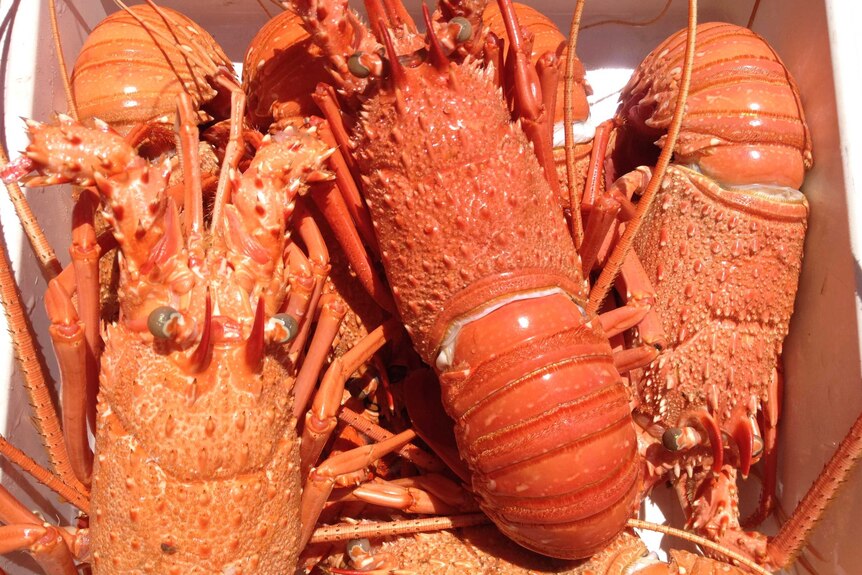 Freshly cooked Western Rock Lobster
