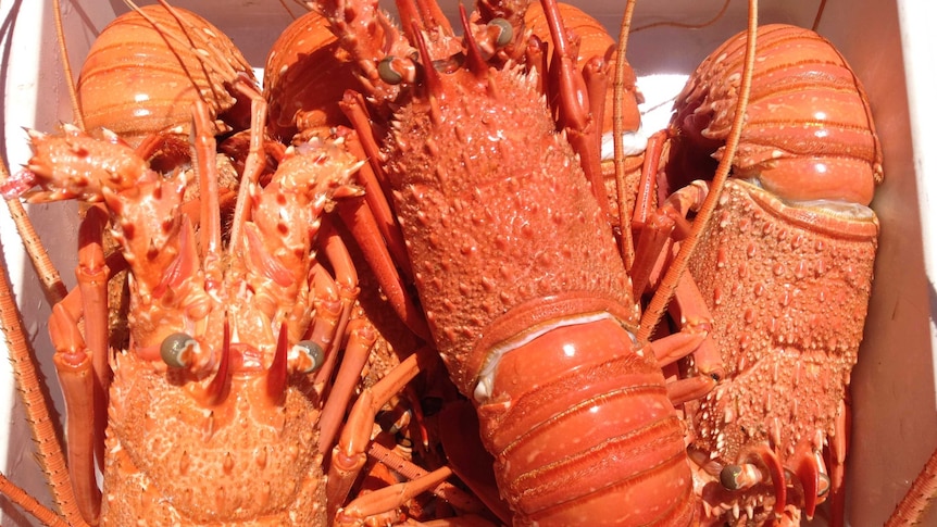 Western Rock Lobster beach price high in December