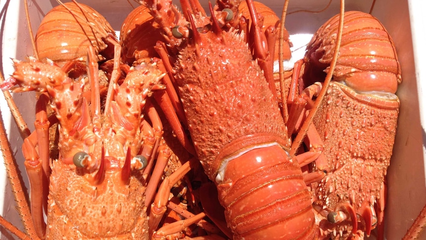 Freshly cooked Western Rock Lobster