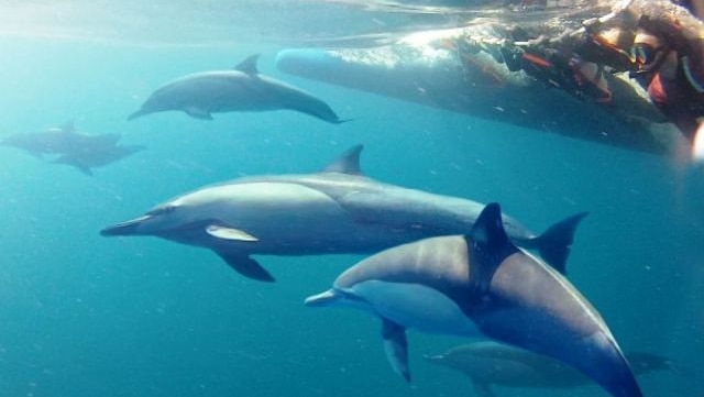 About 500 dolphins have been killed or injured in nets, researchers say.