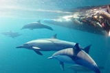 About 500 dolphins have been killed or injured in nets, researchers say.