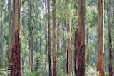 Australian bushland