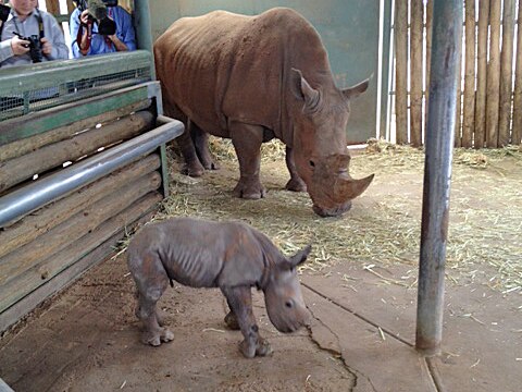 newborn rhino