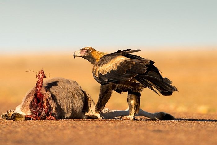 Eagle feasts on road kill