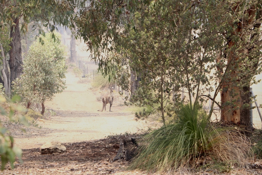 A kangaroo standing on a dirt road near bushland with smoke from a fire in the background.
