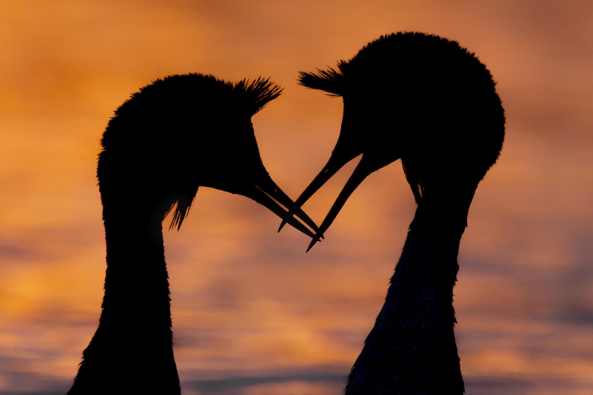 The silhouettes of two water birds facing each other, with the sunset in the background