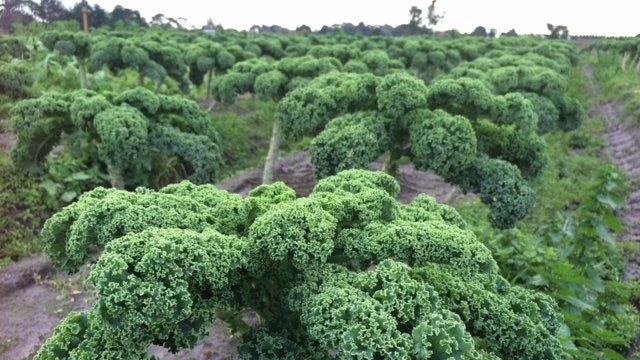 Curly green kale on farm