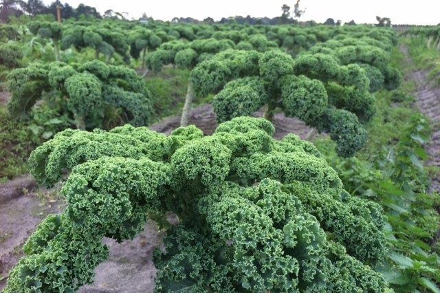 Curly green kale on farm