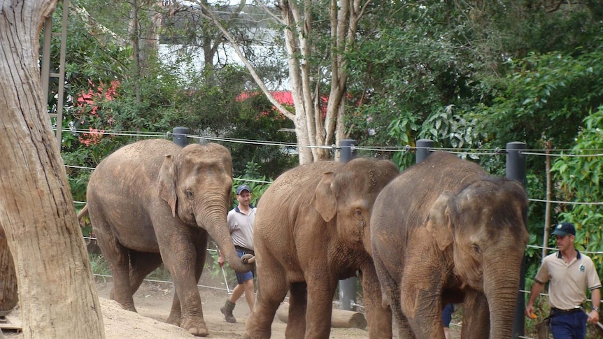 Melbourne Zoo elephants