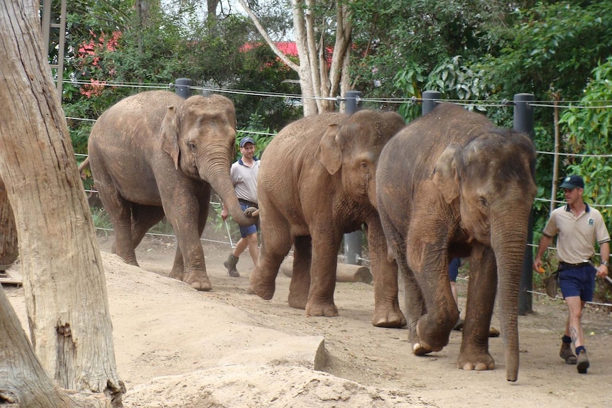 Three elephants walk along a tree-lined fence accompanied by men in zoo uniform.