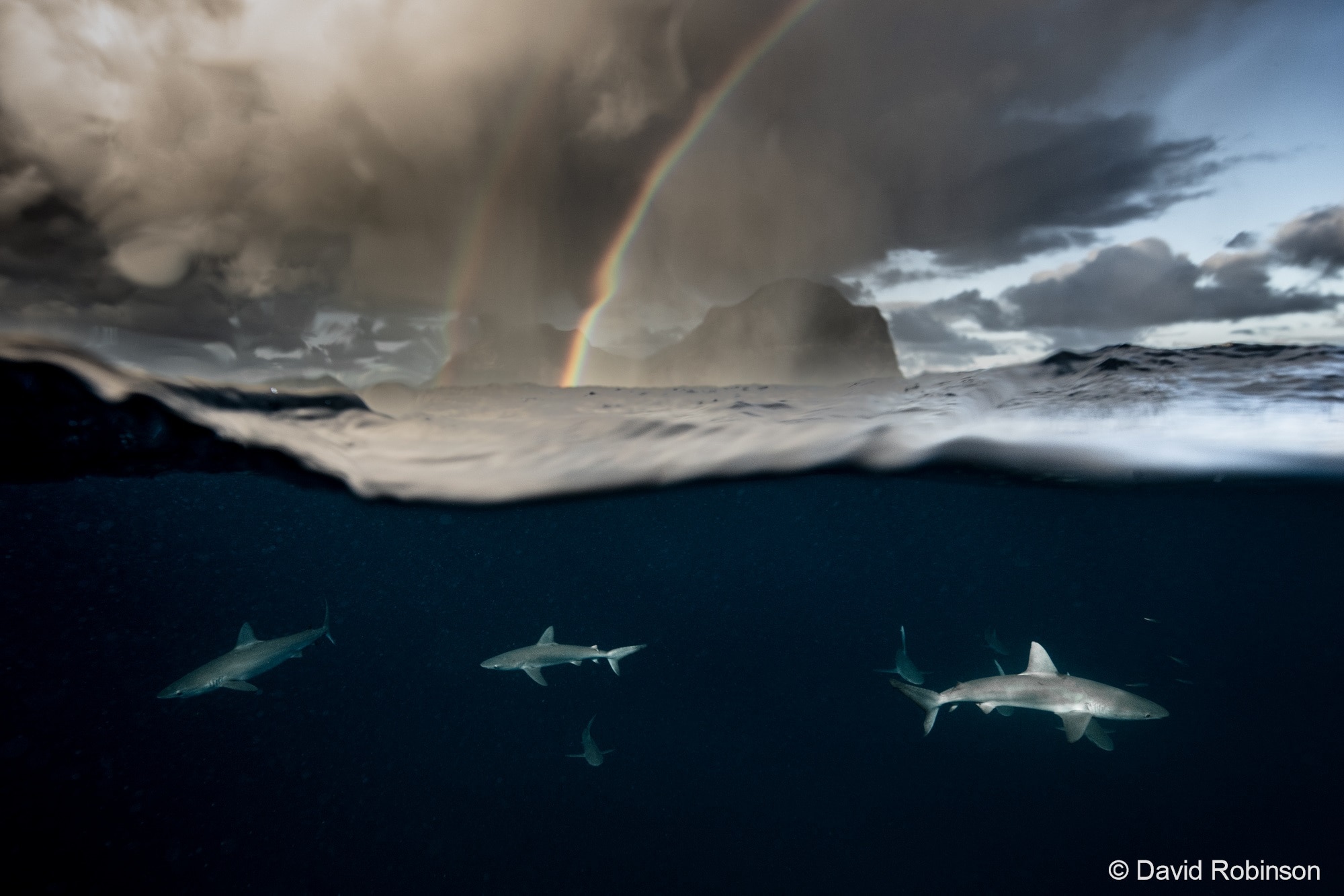 An image of three sharks in the ocean with rainbows in the sky.
