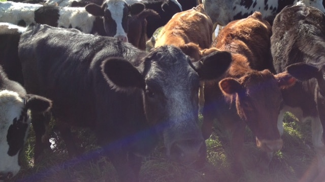 A group of dairy cows, of different colours, standing next to a wire fence.