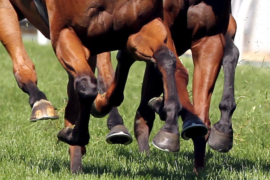 A new riding competition in the Hunter region is giving failed race horses a second chance