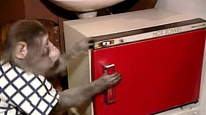 A Japanese macaque monkey reaches to open a fridge at the Kayabukiya tavern