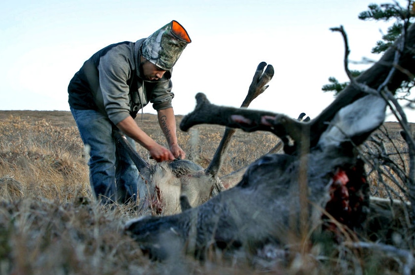 Man butchering caribou after hunt.