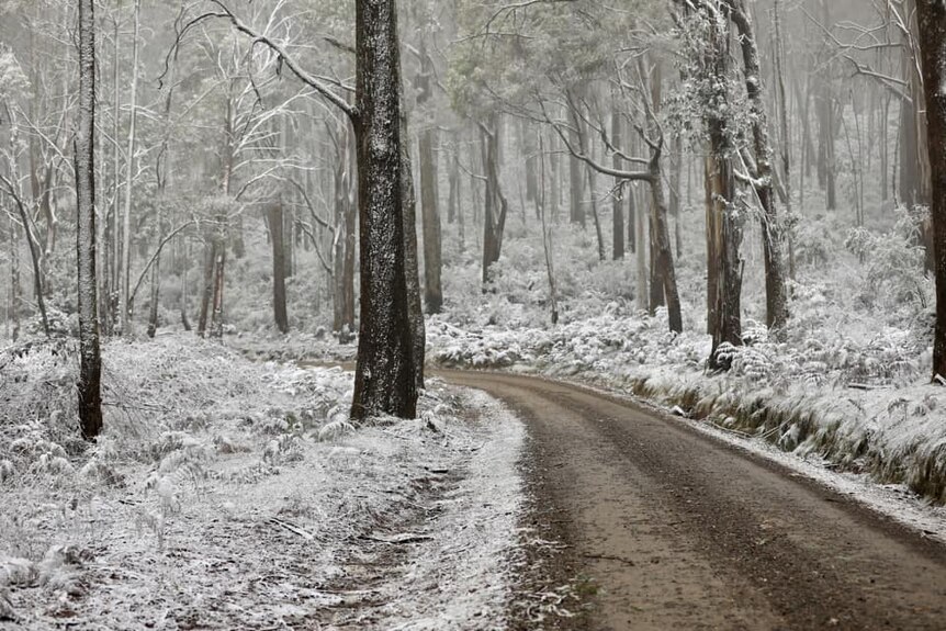 a dirt road through white snowy bush