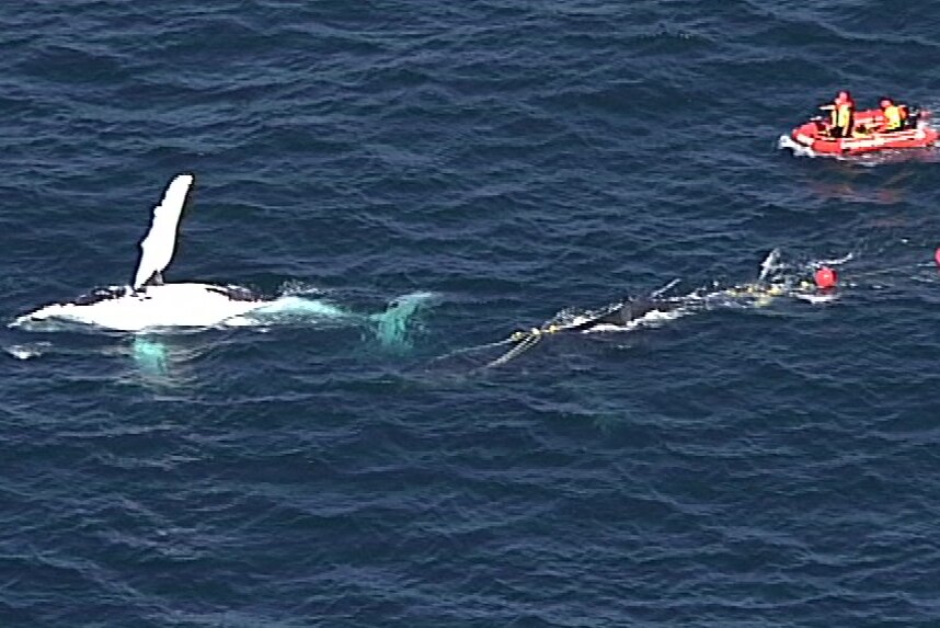 aerial vision of two whales and a boat in the water