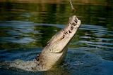 A saltwater crocodile jumps out of the water to eat meat dangling from a line.
