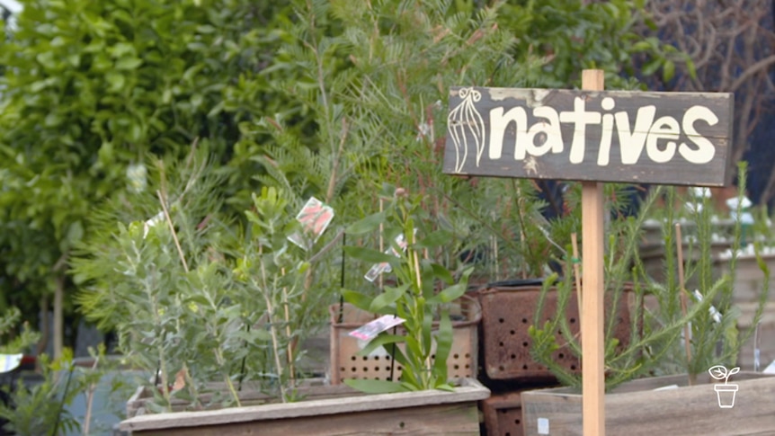 Plant seedlings in wooden boxes with sign 'natives' next to them