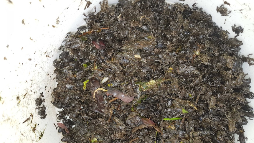 Cane toad metamorphs in a bucket