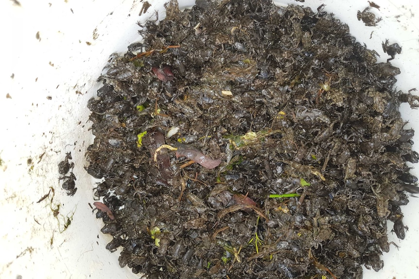 Cane toad metamorphs in a bucket