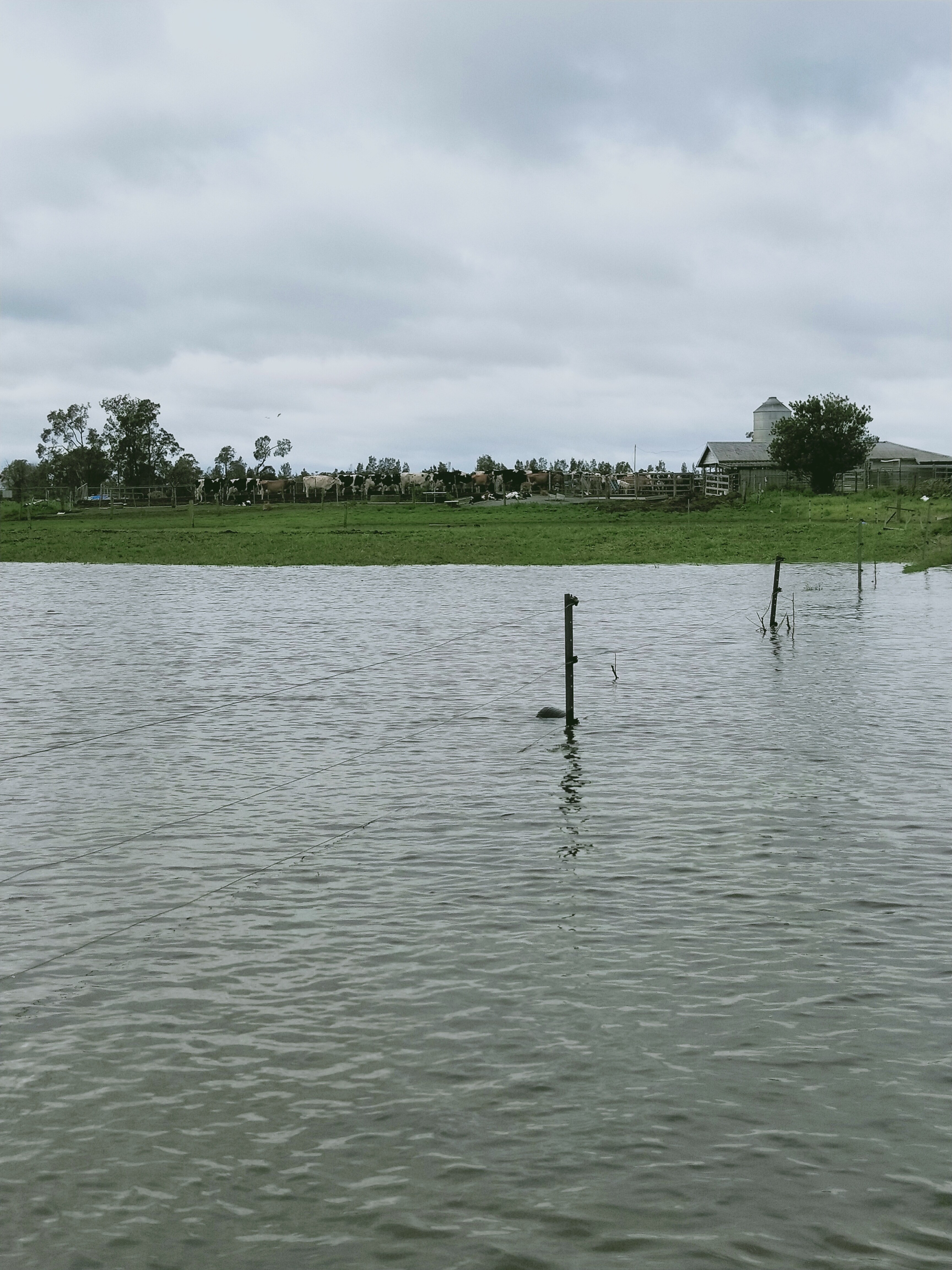 water rises around a green hill where cows stand 
