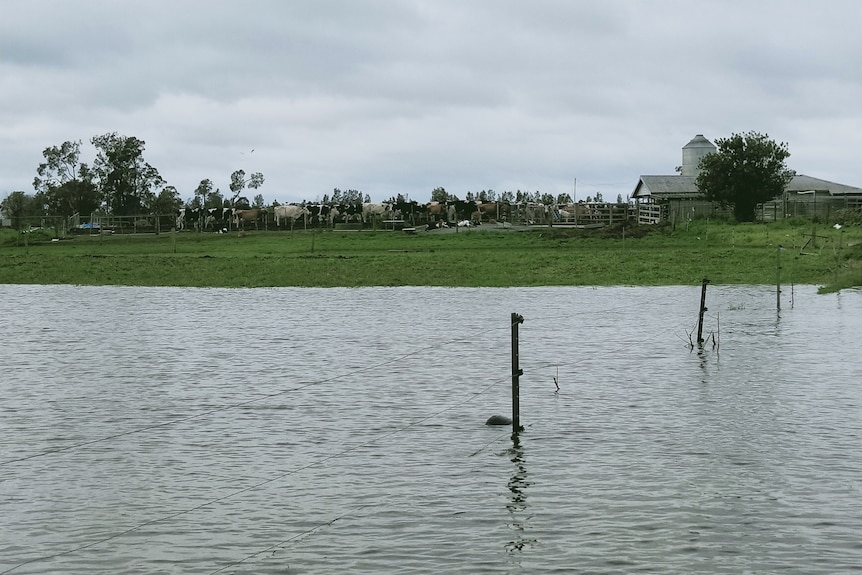 water rises around a green hill where cows stand 