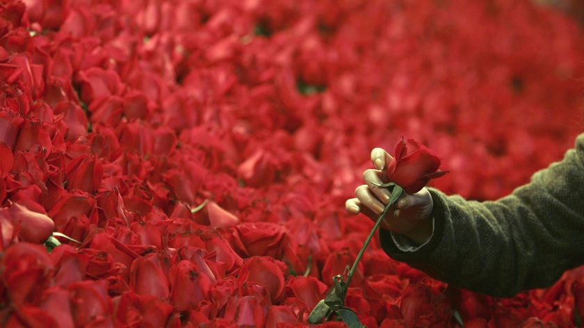 A hand picks a rose for Valentine's Day.