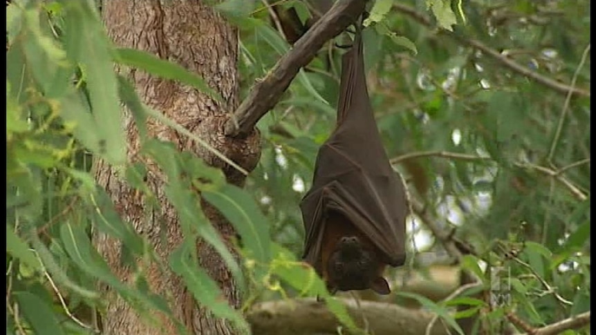 Tens of thousands of bats have started roosting at Mystic Sands near Balgal Beach, north of Townsville, in the last month.