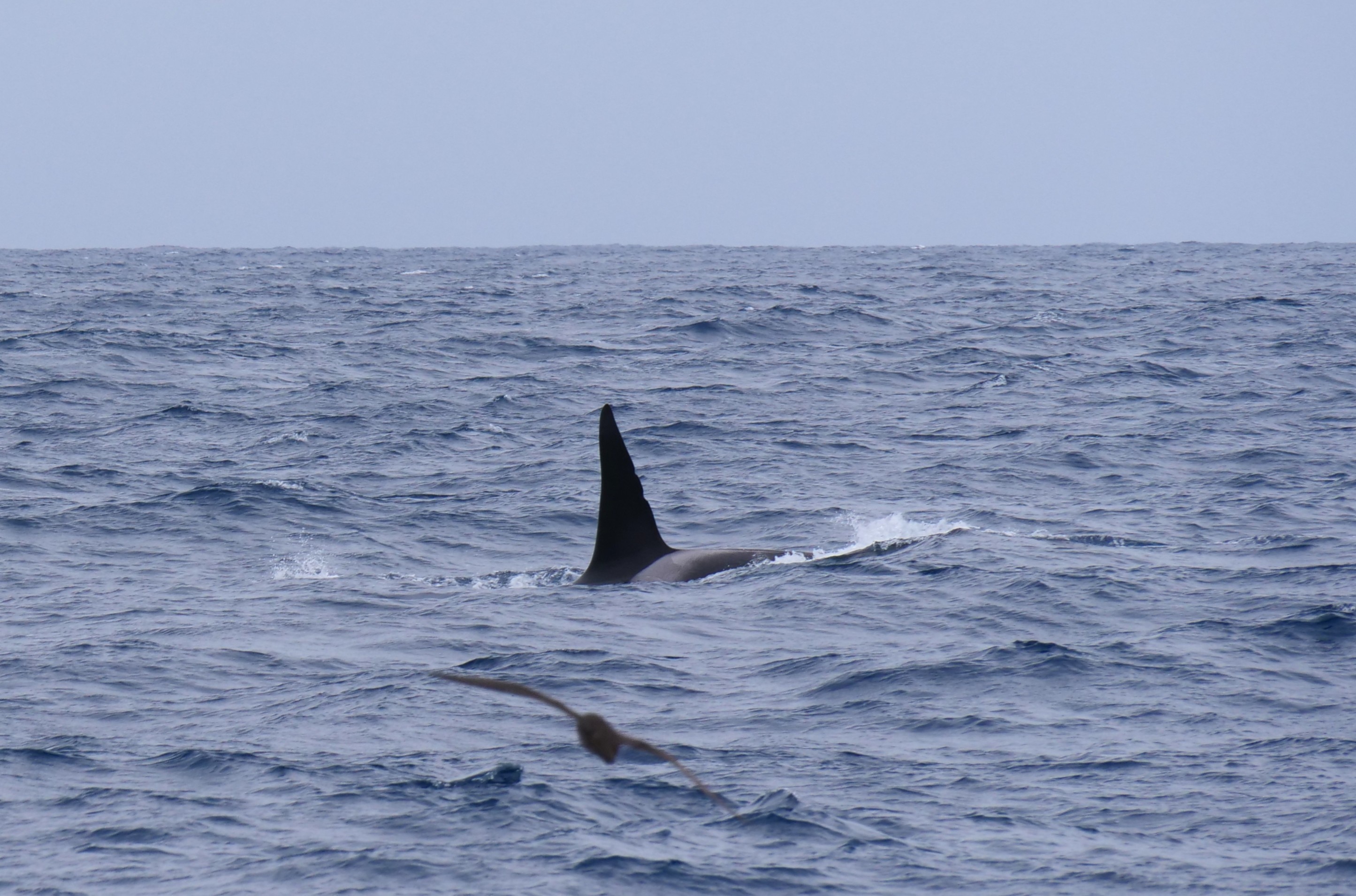Um pássaro em primeiro plano com a grande barbatana dorsal de uma orca ao fundo.