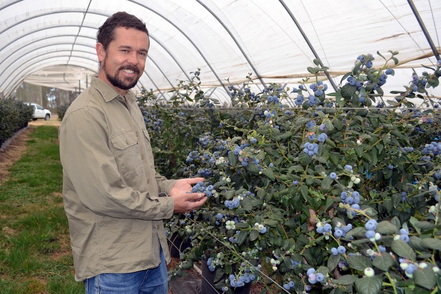 A man stands in a greenhouse. He is smiling and holding a blueberry bush.