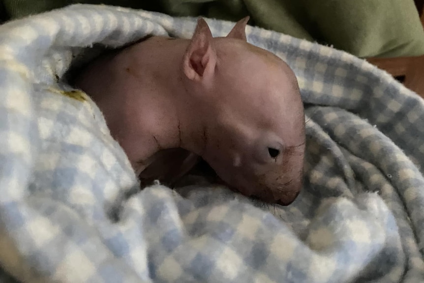 image of small baby wombat with no hair looking sideways wrapped in blanket