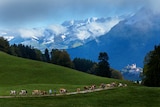 Photo shows mountains and trees landscape with cows 