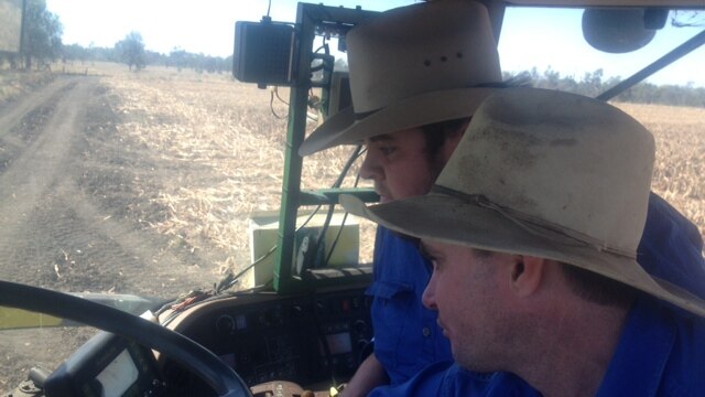 A practical lesson in sorghum mulching