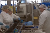 A woman wearing a white coat, hair covering and gloves workers in an industrial kitchen.