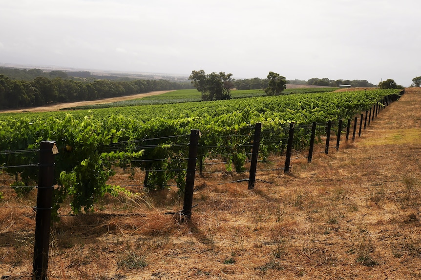 Long view of green vineyard.