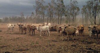 Cattle during drought at Talwood